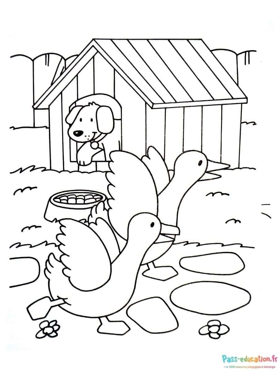 Coloriage Animaux de la ferme à imprimer et colorier