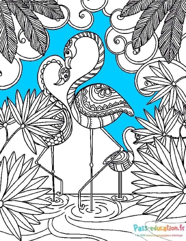 Coloriage Flamants roses à imprimer et colorier