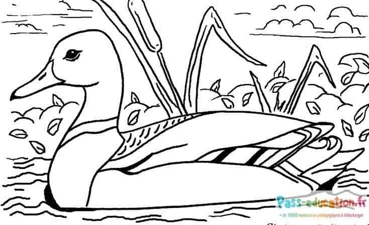 Coloriage Canard sur l'eau à imprimer et colorier