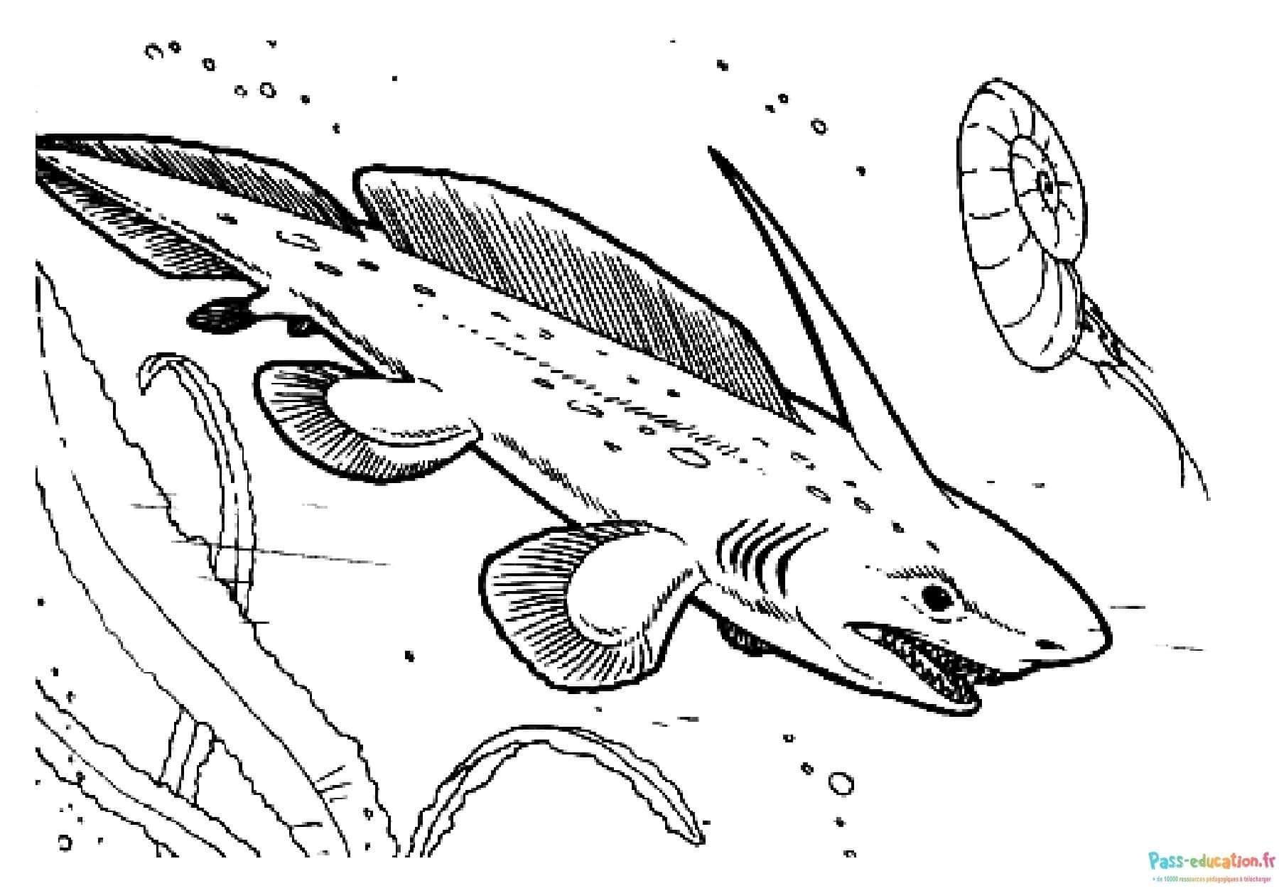 Coloriage Requin préhistorique à imprimer et colorier