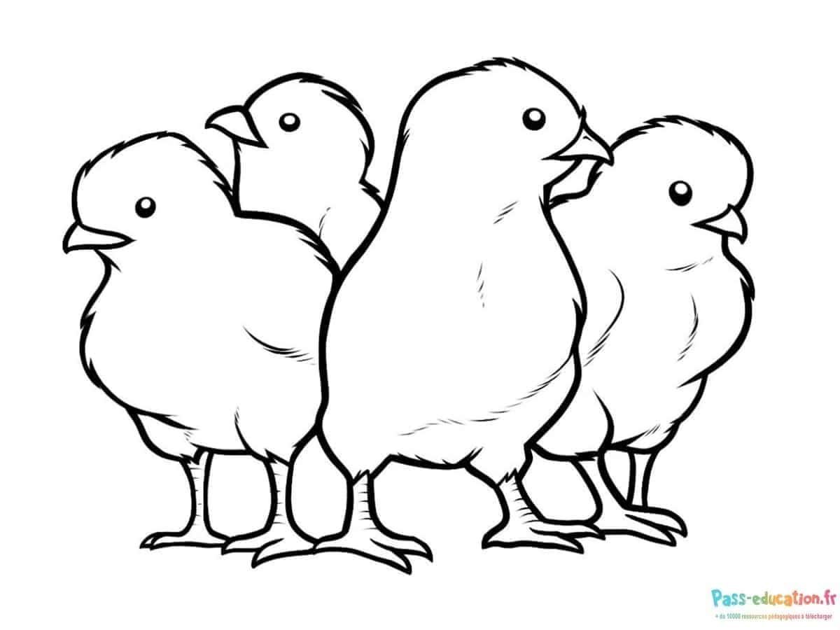 Coloriage Quatre poussins à imprimer et colorier