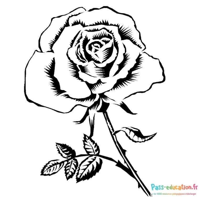 Coloriage Rose dessinée à imprimer et colorier