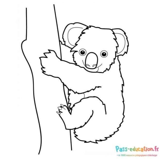 Coloriage Koala grimpant à imprimer et colorier