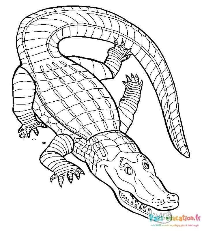 Coloriage Crocodile allongé à imprimer et colorier