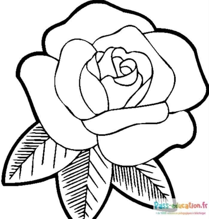 Coloriage Rose à colorier à imprimer et colorier