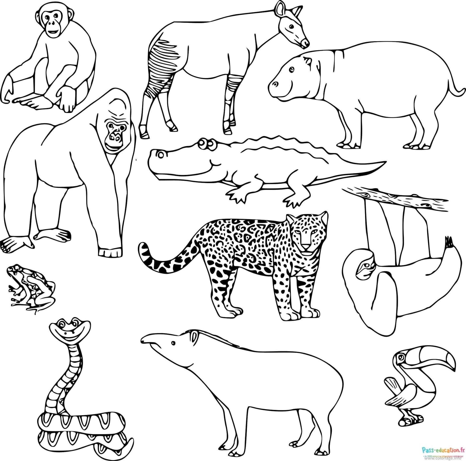 Coloriage Animaux Sauvages à imprimer et colorier