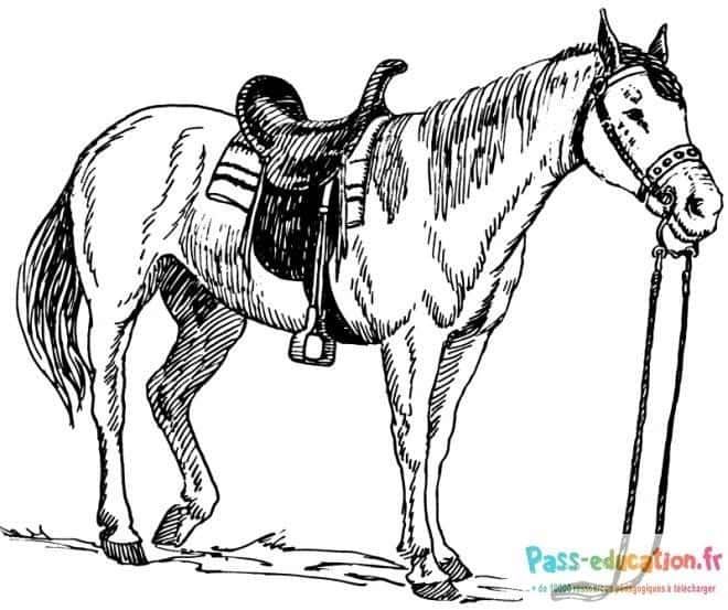 Coloriage Cheval à seller à imprimer et colorier