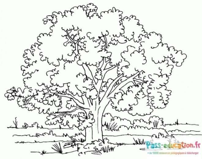 Coloriage Arbre majestueux à imprimer et colorier