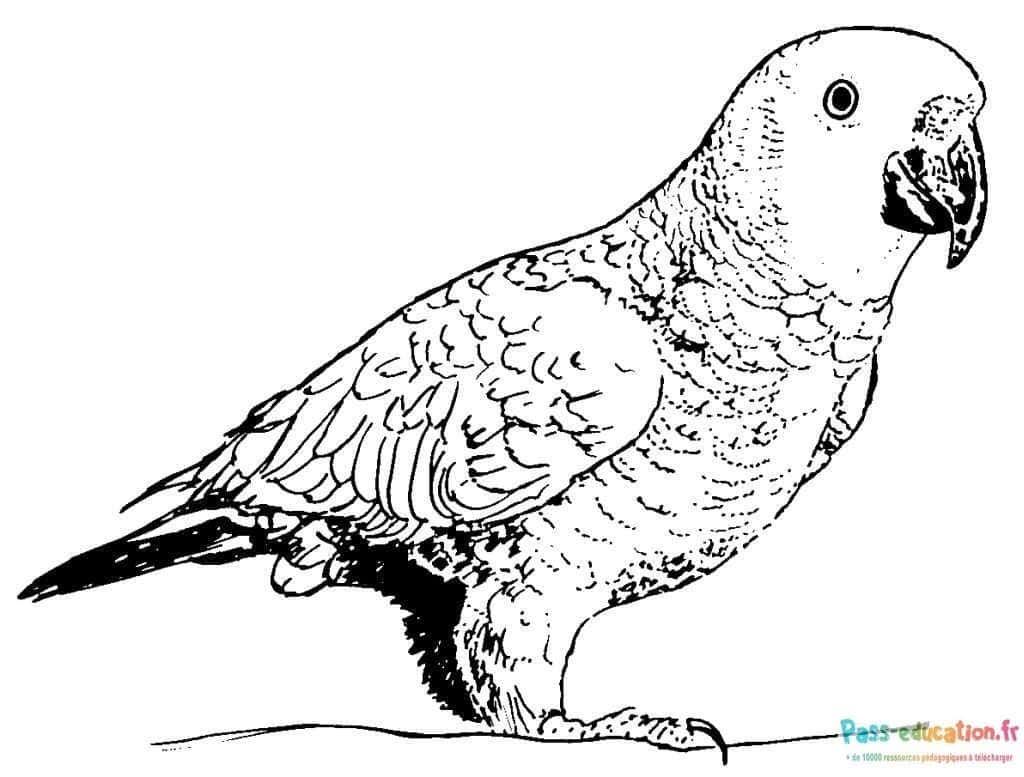 Coloriage Perroquet curieux à imprimer et colorier