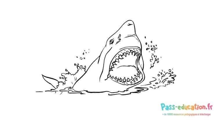 Coloriage Requin en action à imprimer et colorier