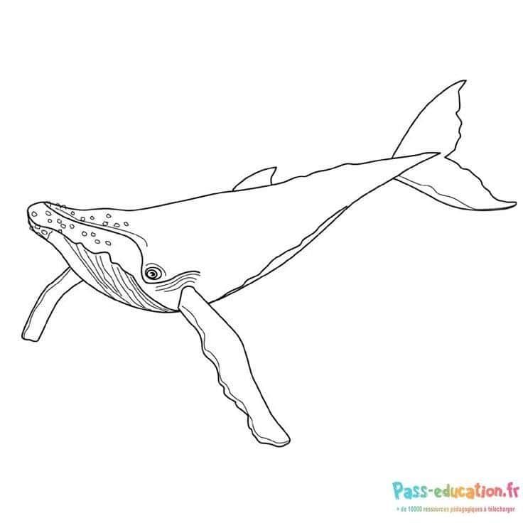 Coloriage Baleine à bosse à imprimer et colorier