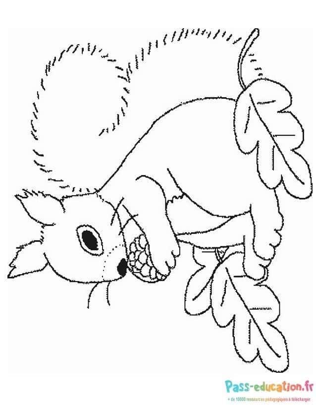 Coloriage Écureuil et Pomme de pin à imprimer et colorier
