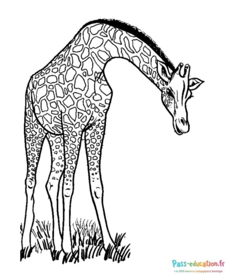 Coloriage Girafe élégante à imprimer et colorier
