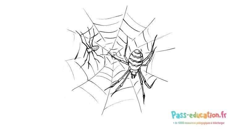 Coloriage Araignée et sa toile à imprimer et colorier