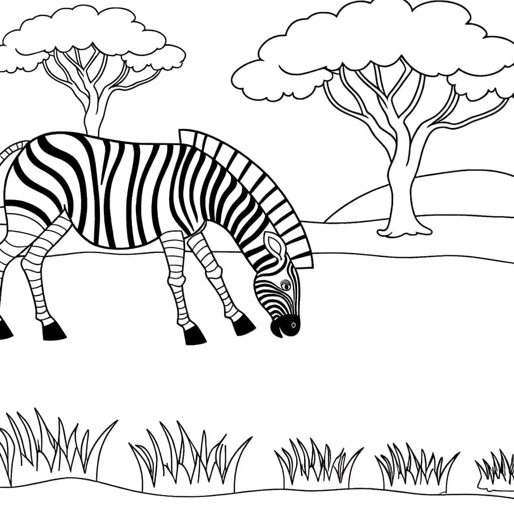 Coloriage Zèbre dans la savane à imprimer et colorier