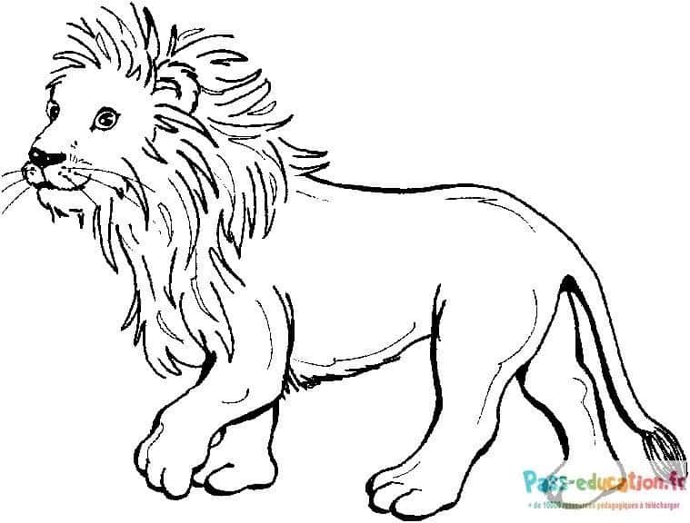 Coloriage Lion majestueux à imprimer et colorier