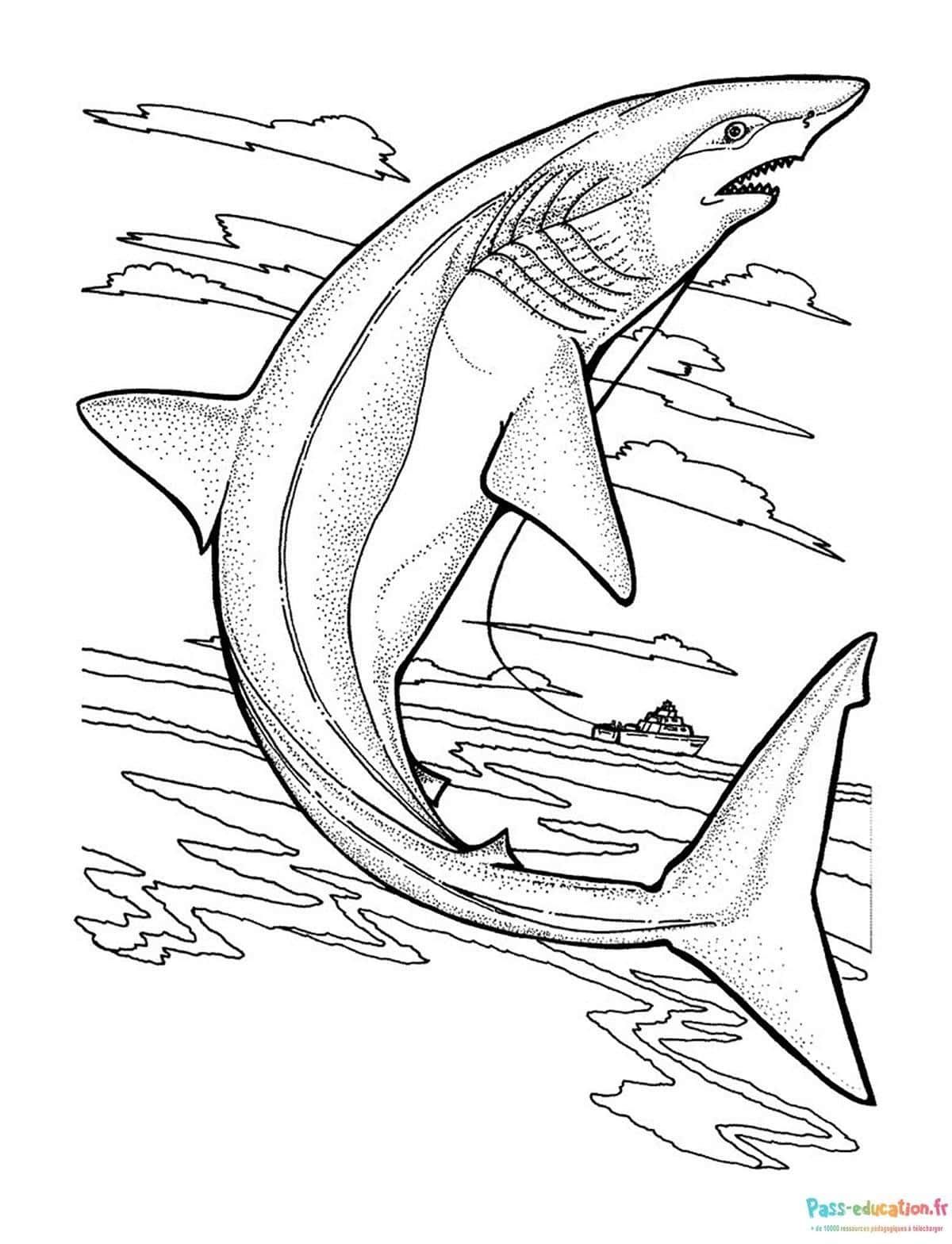 Coloriage Requin bondissant à imprimer et colorier