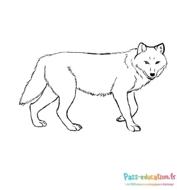 Coloriage Loup en marche à imprimer et colorier