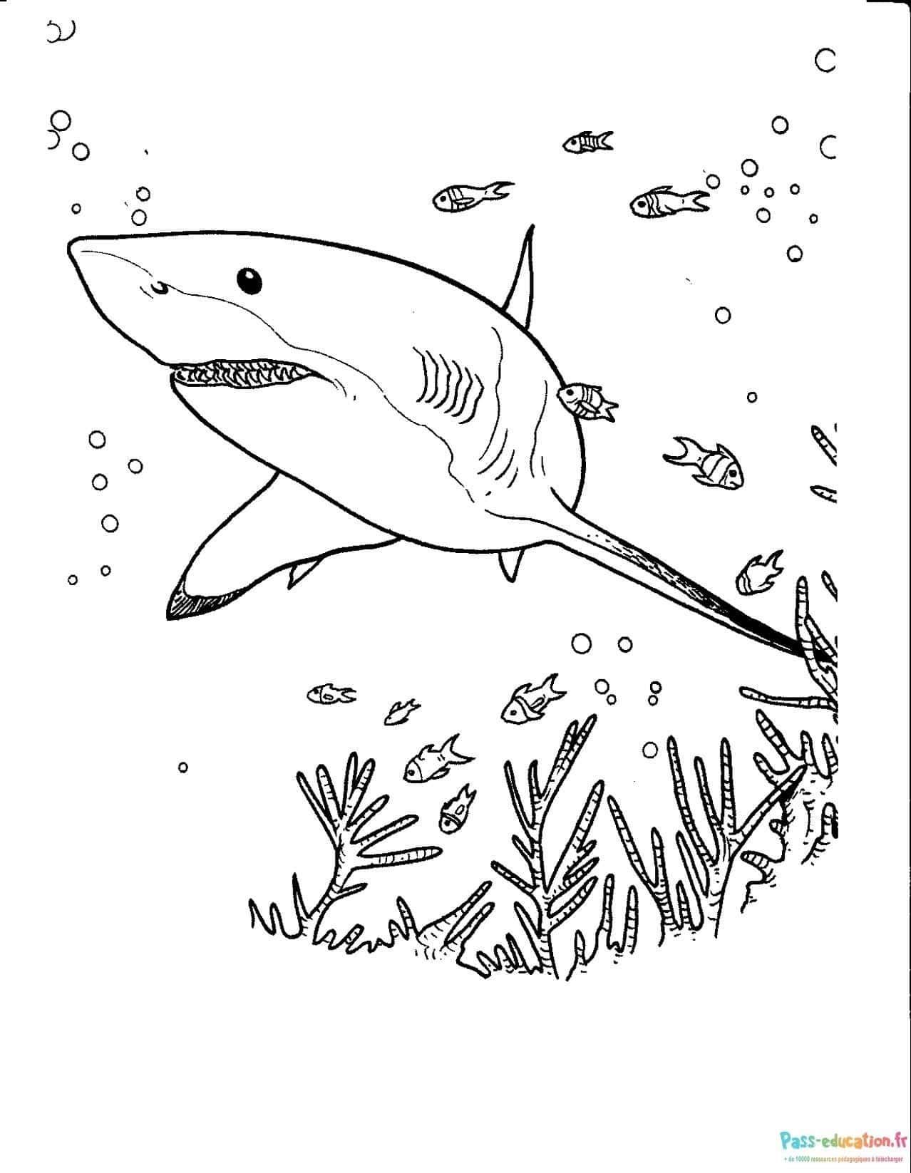 Coloriage Requin majestueux à imprimer et colorier