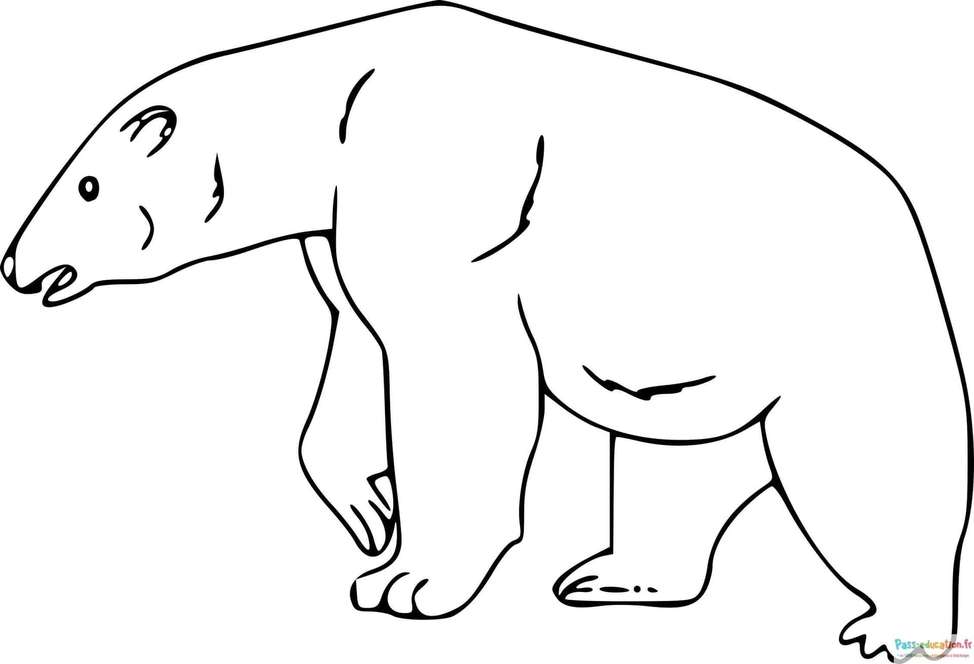 Coloriage Ours polaire à imprimer et colorier