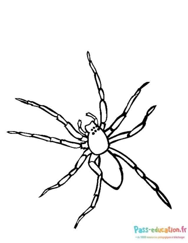 Coloriage Araignée dessinée à imprimer et colorier