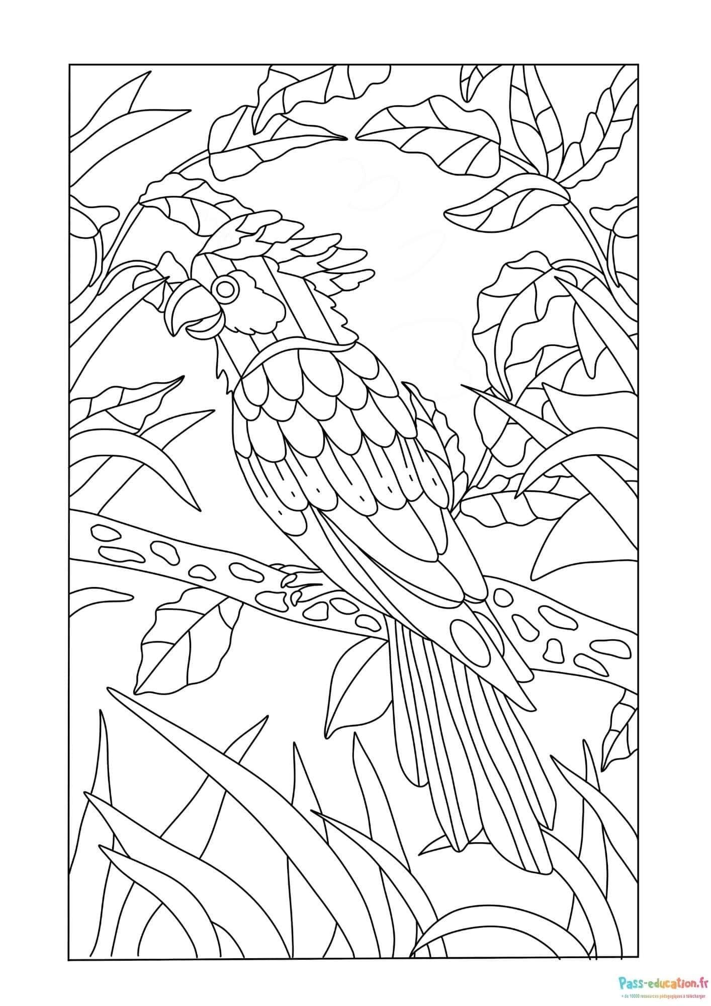 Coloriage Perroquet dans la jungle à imprimer et colorier