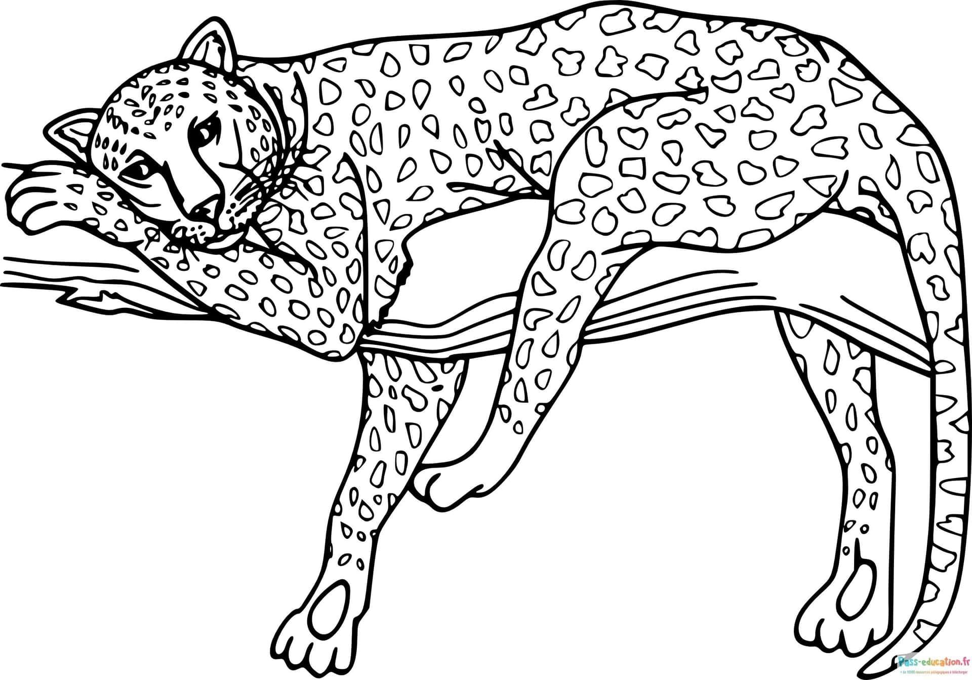 Coloriage Guépard reposant à imprimer et colorier