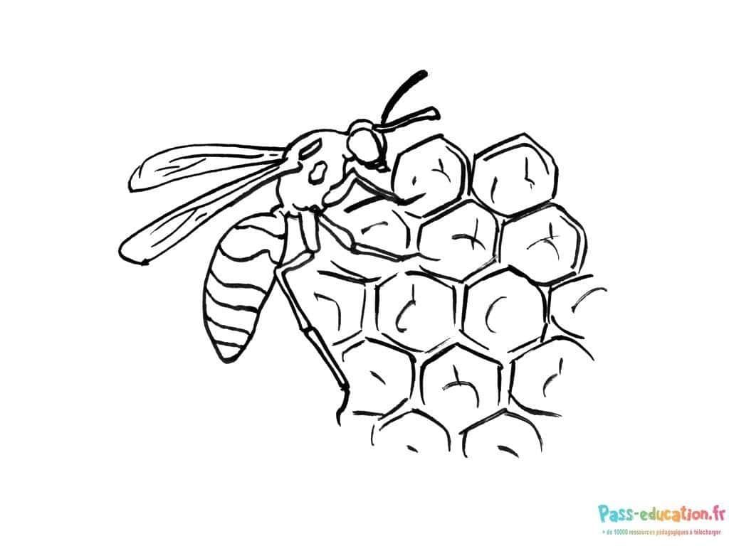 Coloriage Abeille sur alvéoles à imprimer et colorier
