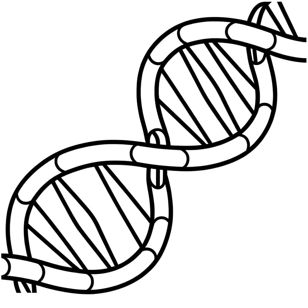 Coloriage ADN entrelacé à imprimer et colorier