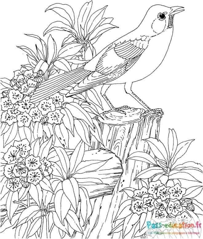 Coloriage Oiseau sur Perchoir à imprimer et colorier