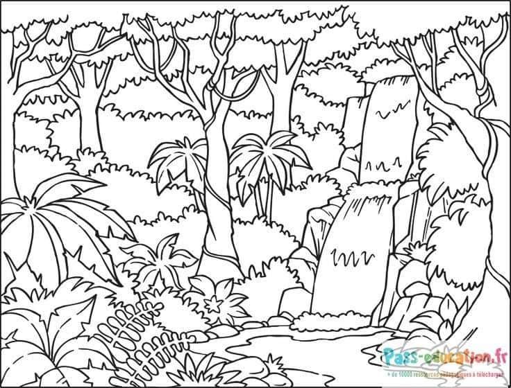 Coloriage Forêt tropicale à imprimer et colorier