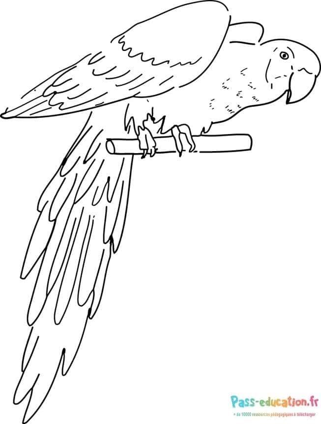 Coloriage Perroquet sur branche à imprimer et colorier
