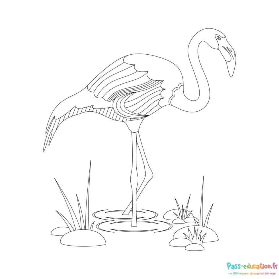 Coloriage Flamant Rose à imprimer et colorier