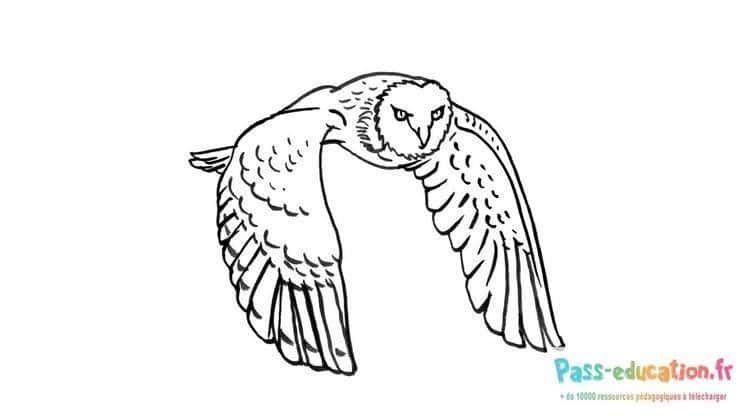 Coloriage Chouette en vol à imprimer et colorier