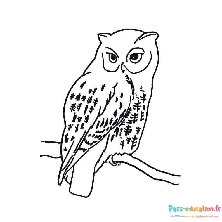 Coloriage Dessin hibou perché à imprimer et colorier