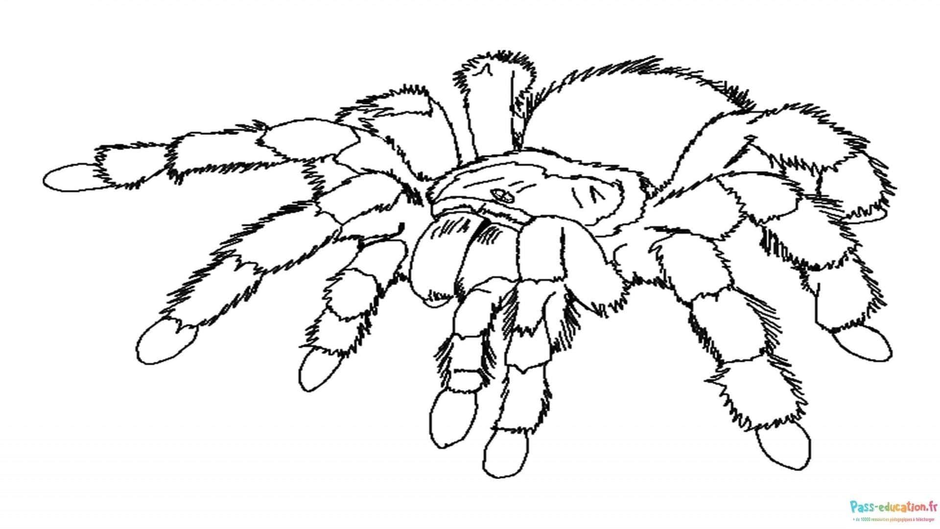 Coloriage Araignée poilue à imprimer et colorier