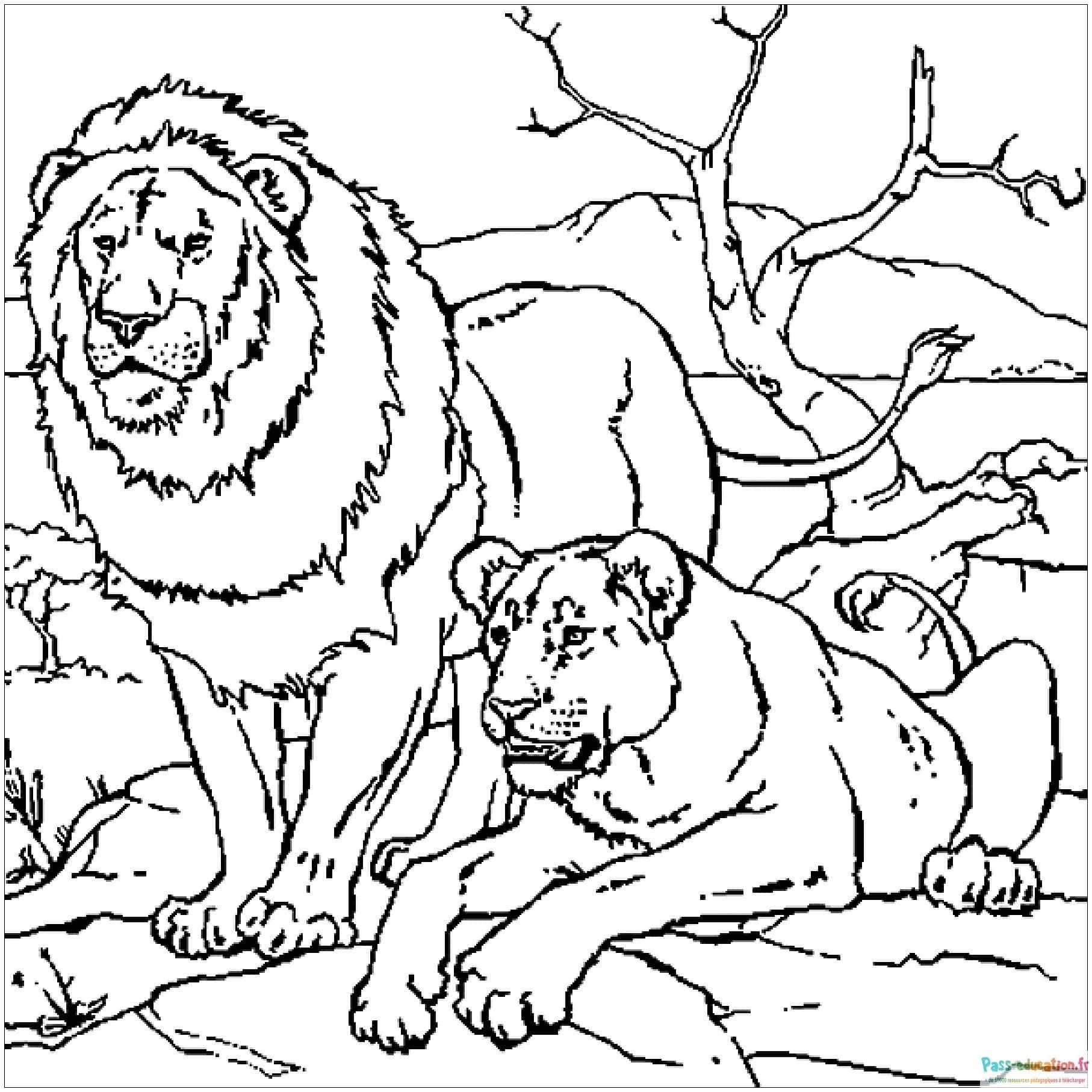 Coloriage Lions au repos à imprimer et colorier