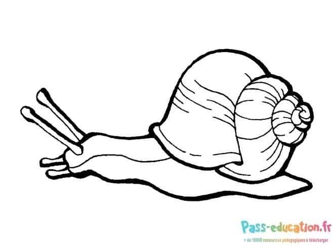 Coloriage Escargot à imprimer et colorier