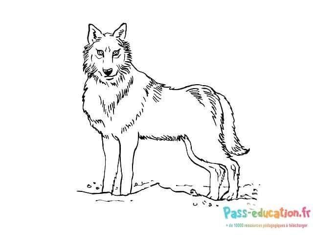 Coloriage Loup attentif à imprimer et colorier