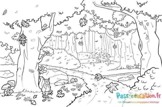 Coloriage Forêt enchantée à imprimer et colorier