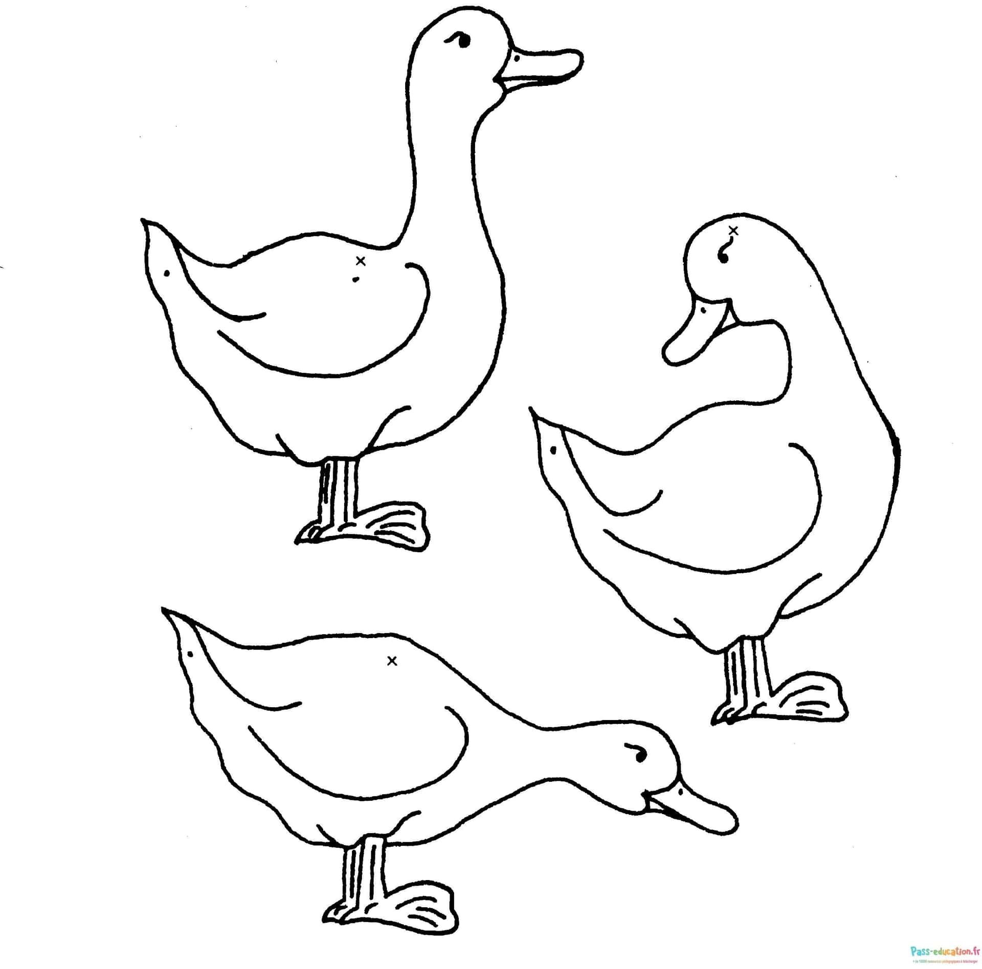 Coloriage Quatre canards à imprimer et colorier