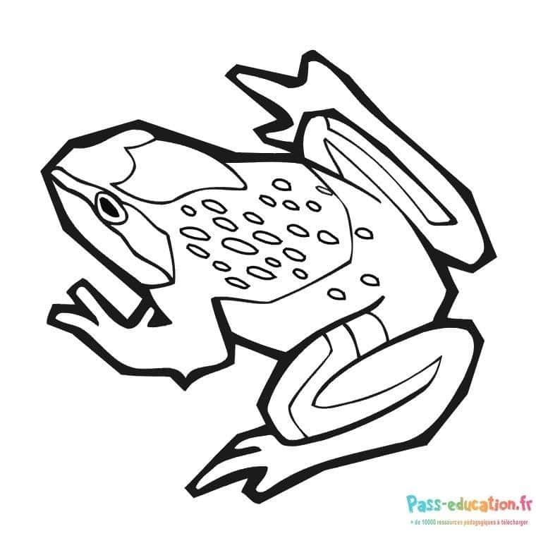 Coloriage Grenouille agile à imprimer et colorier