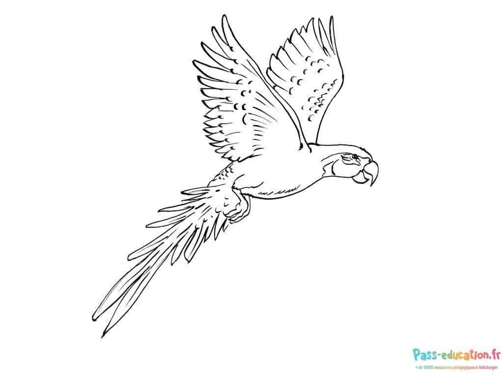 Coloriage Perroquet en vol à imprimer et colorier