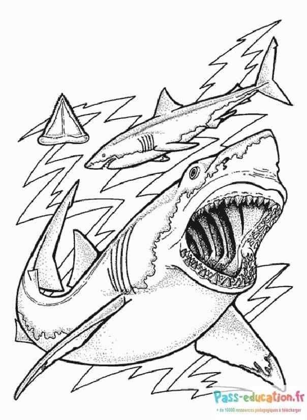 Coloriage Attaque de requin à imprimer et colorier