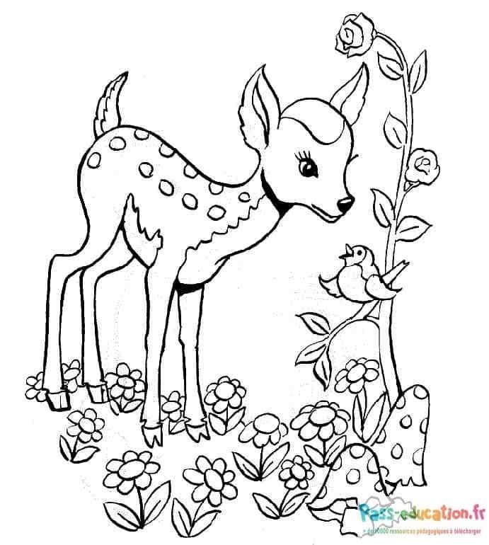 Coloriage Faon et Oiseau à imprimer et colorier