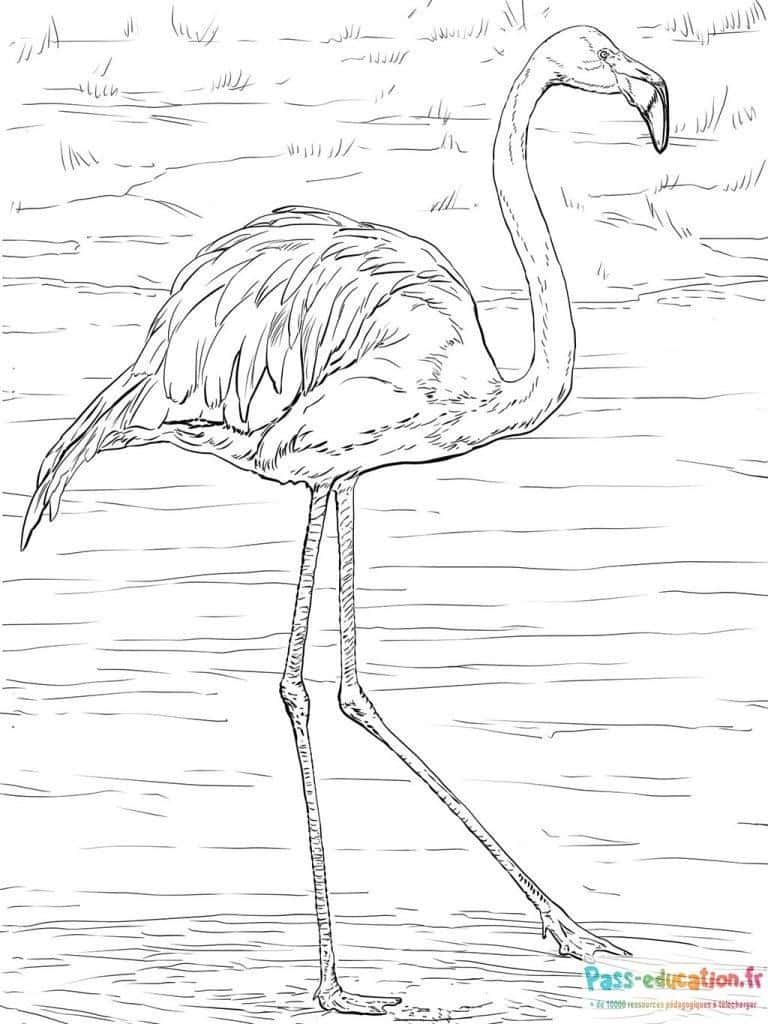 Coloriage Flamant rose à imprimer et colorier