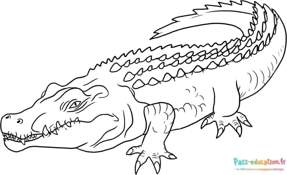Coloriage Crocodile souriant à imprimer et colorier