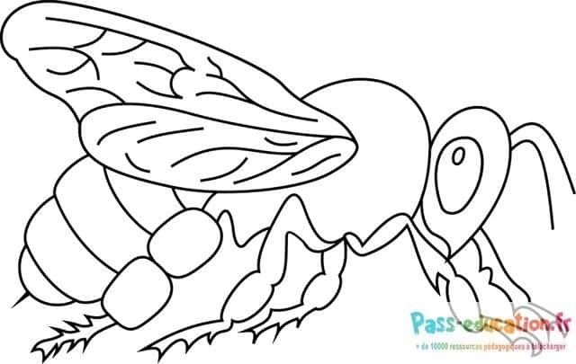 Coloriage Abeille détaillée à imprimer et colorier