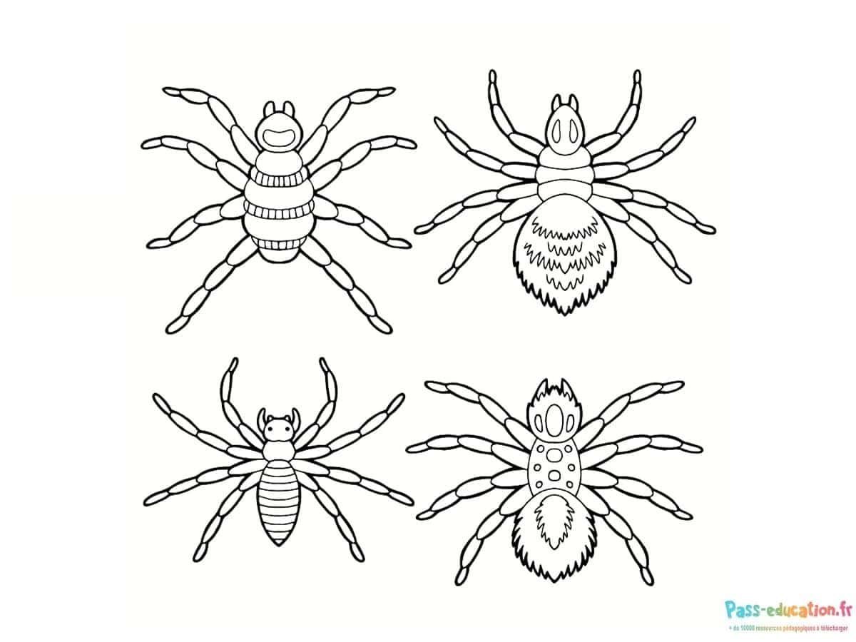 Coloriage Araignées amusantes à imprimer et colorier