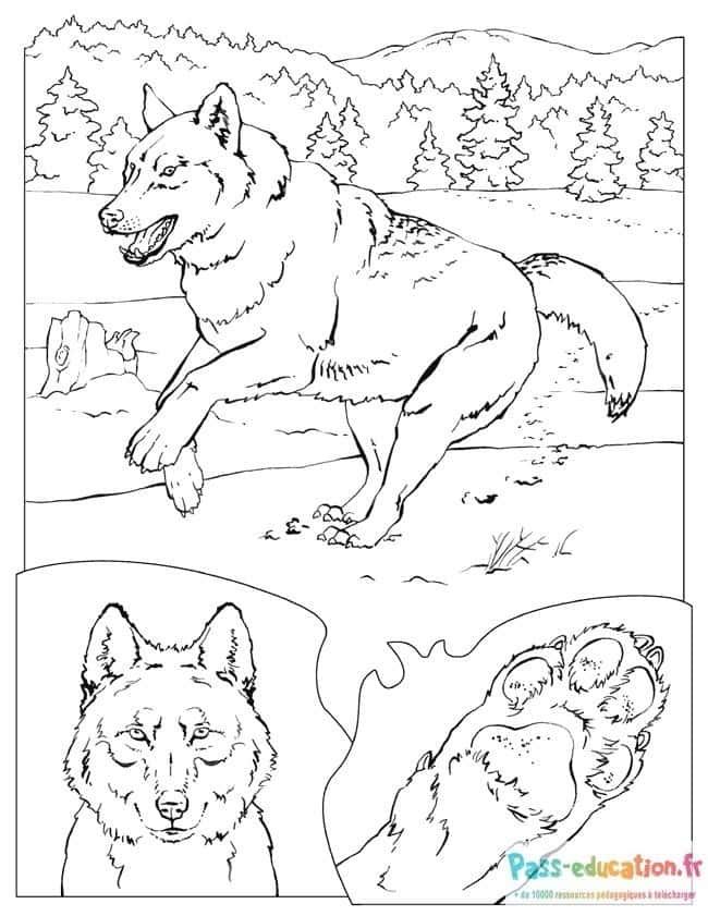 Coloriage Loup en mouvement à imprimer et colorier